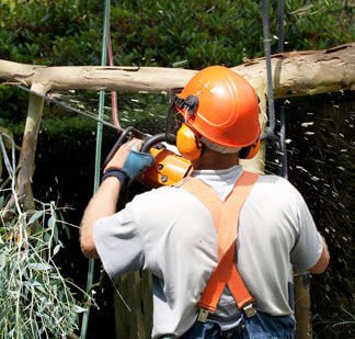 Tree Trimming 8